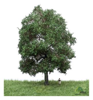 MBR model 51-2303 - Spur H0 Eiche Sommer, 18-22 cm