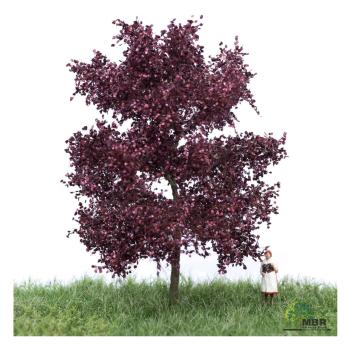 MBR model 51-2114 - Spur N Blutbuche Sommer, 6-10cm