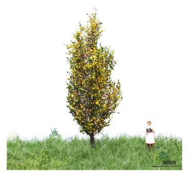 MBR model 52-2107 - SpurTT/ N Italienische Pappel Herbst, 6-10cm