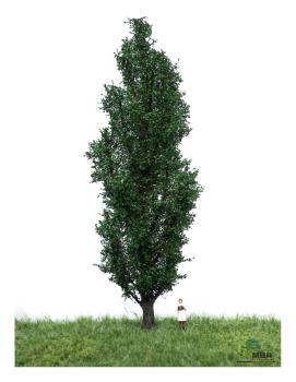 MBR model 51-2307- Spur H0 Italienische Pappel Sommer, 18-22 cm