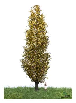 MBR model 52-2307 - Spur H0 Italienische Pappel Herbst, 18-22 cm