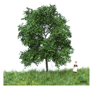 MBR model 51-2102 - Spur N Buche Sommer, 6-10cm