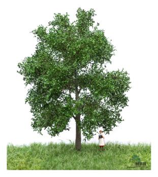 MBR model 51-2202 - Spur HO/TT Neutral Buche Sommer, 12-16 cm