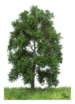 MBR model 51-2302- Spur H0 Buche Sommer, 18-22 cm