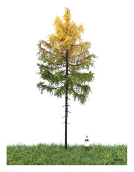 MBR model 52-4302 - Spur H0 Europäische Waldlärche Herbst, 18-22 cm