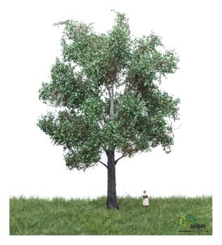 MBR model 51-2305 - Spur H0 Silber Pappel Sommer, 18-22 cm