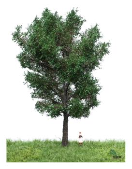 MBR model 51-2306 - Spur H0 Kanadische Pappel Sommer, 18-22 cm