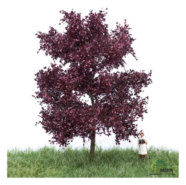 MBR model 51-2114 - Spur N Blutbuche Sommer, 6-10cm