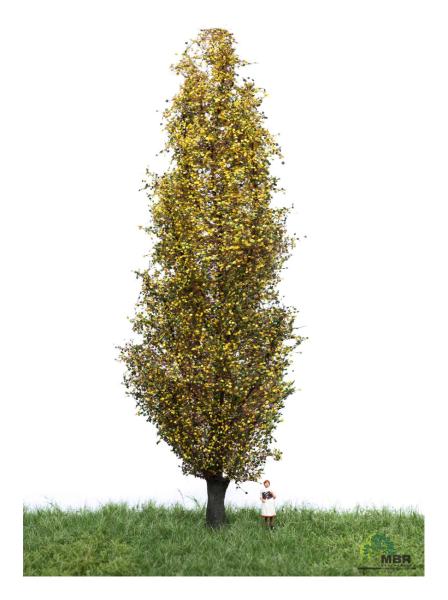 MBR model 52-2307 - Spur H0 Italienische Pappel Herbst, 18-22 cm