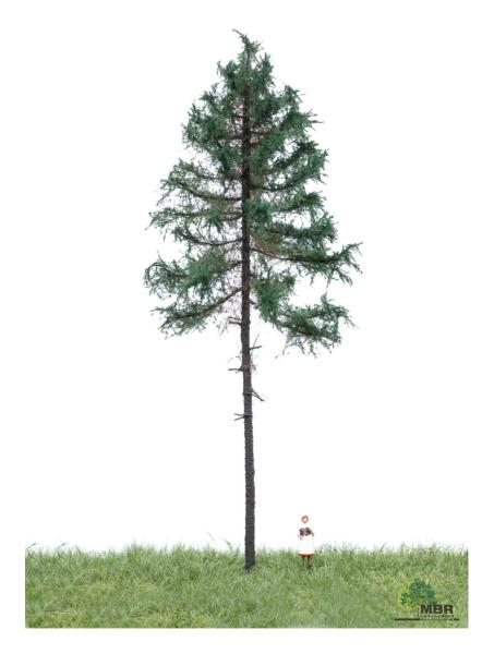 MBR model 51-4301 - Spur H0 Weißtanne Sommer, 18-22 cm