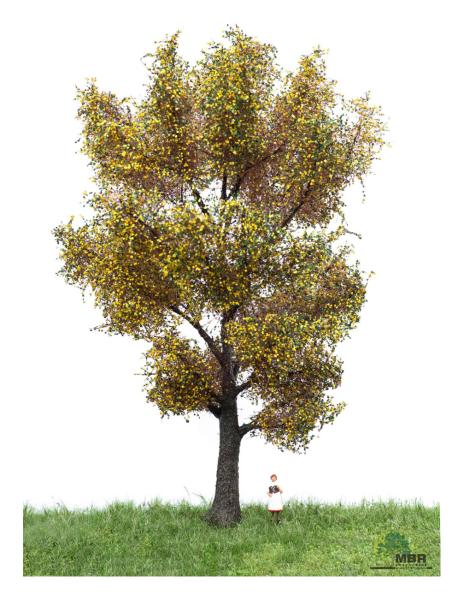 MBR model 52-2306 - Spur H0 Kanadische Pappel Herbst,18-22 cm