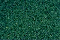 Heki 1613 - MIKROLAUB BELAUBUNGSFLOCKEN KIEFERNGRÜN