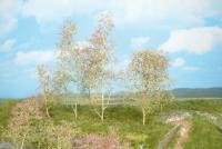 Heki 1638 - 20 BÄUME, SEEMOOS NATUR