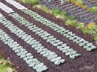 Juweela 28226 - Pflanzen Kohl Weißkohl