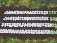 Juweela 28228 - Pflanzen Kohl Rotkohl, 220 Stück