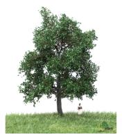 MBR model 51-2203  Spur HO/TT Eiche Sommer, 12-16 cm