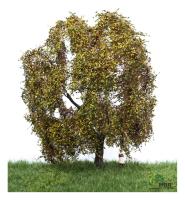 MBR model 52-2309 - Spur H0 Trauerweide Herbst, 18-22 cm