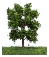 MBR model 51-2311 - Spur H0 Platane Sommer, 18-22cm