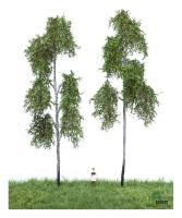 MBR model 51-2313 - Spur H0 2 Waldbirke Sommer, 18-22 cm