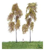 MBR model 52-2313 - Spur H0 2 Waldbirke Herbst, 18-22 cm