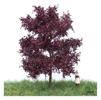 MBR model 51-2114 - Spur N Blutbuche Sommer, 6-10cm