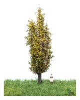 MBR model 52-2207 - Spur HO/TT Italienische Pappel Herbst, 12-16cm