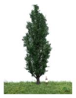 MBR model 51-2307- Spur H0 Italienische Pappel Sommer, 18-22 cm