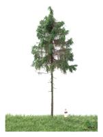 MBR model 51-4305 - Spur H0 Waldfichte Sommer, 18-22cm