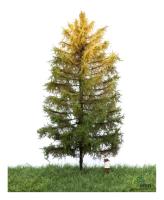 MBR model 52-4303 - Spur H0 Europäische Lärche Herbst, 18-22 cm