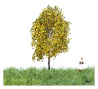 MBR model 52-2101- Spur N Birke Herbst, 6-10cm
