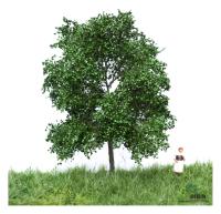 MBR model 51-2102 - Spur N Buche Sommer, 6-10cm