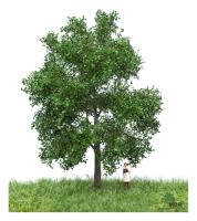 MBR model 51-2202 - Spur HO/TT Neutral Buche Sommer, 12-16 cm