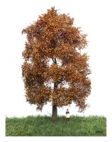 MBR model 52-2302 - Spur H0 Buche Herbst, 18-22 cm