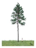 MBR model 51-4301 - Spur H0 Weißtanne Sommer, 18-22 cm