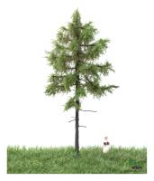 MBR model 51-4202 - Spur Neutral Europäische Waldlärche Sommer, 12-16 cm