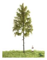 MBR model 51-4302 - Spur H0 Europäische Waldlärche Sommer, 18-22 cm