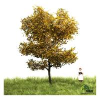 MBR model 52-2106 - Spur TT/ N Kanadische Pappel Herbst, 6-10 cm