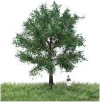 MBR model 51-2206 - Spur HO/TT Kanadische Pappel Sommer, 12-16 cm
