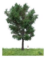MBR model 51-2306 - Spur H0 Kanadische Pappel Sommer, 18-22 cm