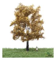 MBR model 52-2305 - Spur H0 Silberpappel Herbst,18-22 cm