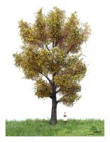 MBR model 52-2306 - Spur H0 Kanadische Pappel Herbst,18-22 cm