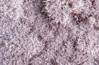 Auhagen 70903 - Büsche/Sträucher im Schnee 4-30 mm