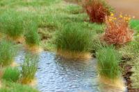 Auhagen 76800 - Schilf Sommer 5-20 mm