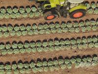 Juweela 28371 - Salat / Kopfsalat, 225 Stück